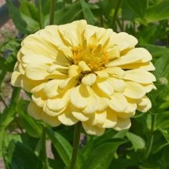 'Isabellina' Zinnia Seeds