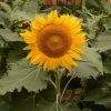'Incredible' Dwarf Sunflower Seeds -Botanical Bliss 54120 PK P1