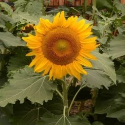 'Incredible' Dwarf Sunflower Seeds