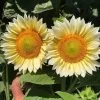 ProCut® White Lite Sunflower Seeds -Botanical Bliss 54121 PK P1