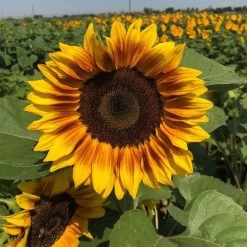 ProCut® Bi-Colour Sunflower Seeds