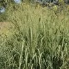 'Forestburg' Switchgrass Seeds -Botanical Bliss 54130 PK P1