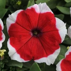 Dreams™ Red Picotee Petunia Seeds