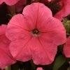 E3 Easy Wave® Coral Petunia Seeds 2 E3 Easy Wave® Coral Petunia Seeds -Botanical Bliss 54136 PK 100