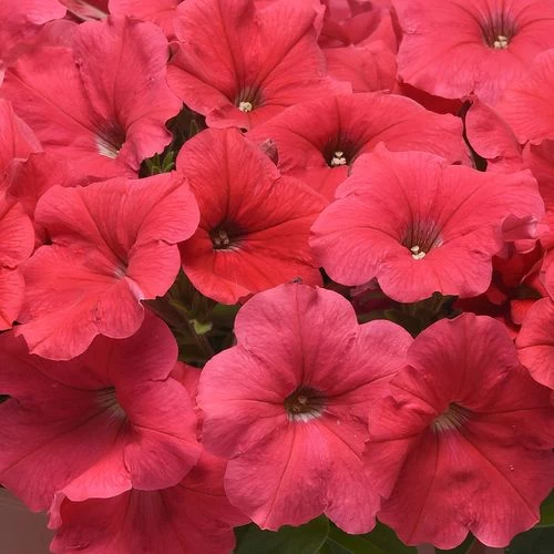 E3 Easy Wave® Coral Petunia Seeds 4 E3 Easy Wave® Coral Petunia Seeds - Image 2