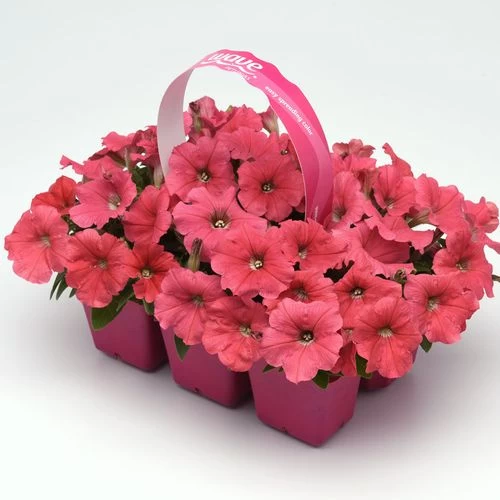 E3 Easy Wave® Coral Petunia Seeds 5 E3 Easy Wave® Coral Petunia Seeds - Image 3