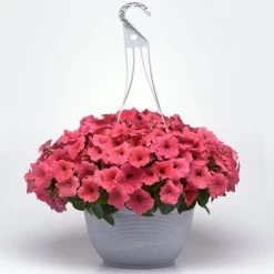 E3 Easy Wave® Coral Petunia Seeds 11 E3 Easy Wave® Coral Petunia Seeds -Botanical Bliss 54136 PK 100 3