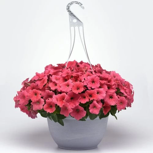 E3 Easy Wave® Coral Petunia Seeds 6 E3 Easy Wave® Coral Petunia Seeds - Image 4