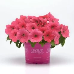 E3 Easy Wave® Coral Petunia Seeds 12 E3 Easy Wave® Coral Petunia Seeds -Botanical Bliss 54136 PK 100 4