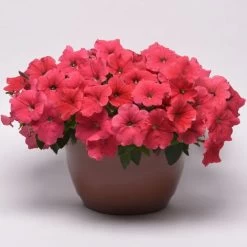 E3 Easy Wave® Coral Petunia Seeds 13 E3 Easy Wave® Coral Petunia Seeds -Botanical Bliss 54136 PK 100 5