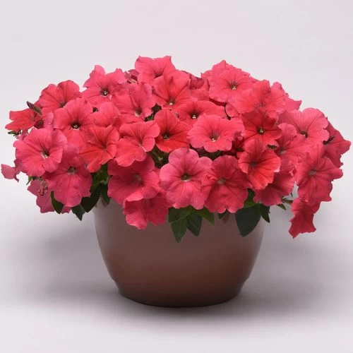 E3 Easy Wave® Coral Petunia Seeds 8 E3 Easy Wave® Coral Petunia Seeds - Image 6