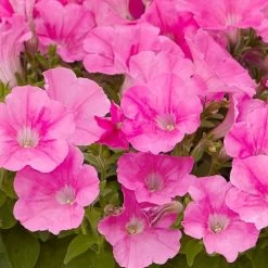 E3 Easy Wave® Pink Cosmo Petunia Seeds -Botanical Bliss 54137 PK 100 1