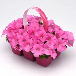 E3 Easy Wave® Pink Cosmo Petunia Seeds -Botanical Bliss 54137 PK 100 2