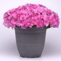 E3 Easy Wave® Pink Cosmo Petunia Seeds -Botanical Bliss 54137 PK 100 3