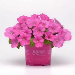 E3 Easy Wave® Pink Cosmo Petunia Seeds -Botanical Bliss 54137 PK 100 4
