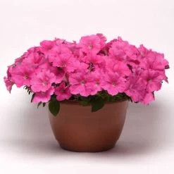 E3 Easy Wave® Pink Cosmo Petunia Seeds -Botanical Bliss 54137 PK 100 5