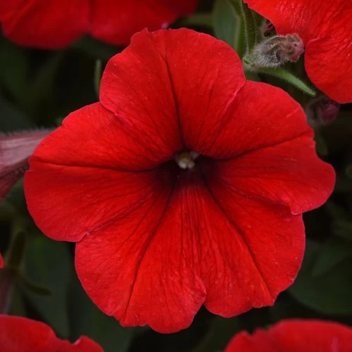 E3 Easy Wave® Red Petunia Seeds 3 E3 Easy Wave® Red Petunia Seeds