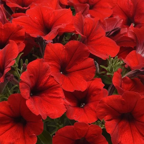 E3 Easy Wave® Red Petunia Seeds 4 E3 Easy Wave® Red Petunia Seeds - Image 2