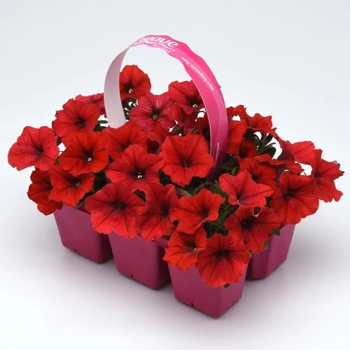 E3 Easy Wave® Red Petunia Seeds 5 E3 Easy Wave® Red Petunia Seeds - Image 3