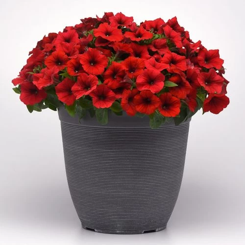 E3 Easy Wave® Red Petunia Seeds 6 E3 Easy Wave® Red Petunia Seeds - Image 4