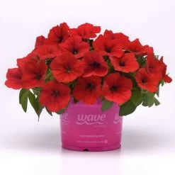 E3 Easy Wave® Red Petunia Seeds 12 E3 Easy Wave® Red Petunia Seeds -Botanical Bliss 54138 PK 100 4