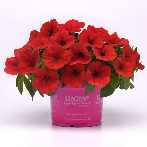 E3 Easy Wave® Red Petunia Seeds 7 E3 Easy Wave® Red Petunia Seeds - Image 5