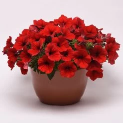 E3 Easy Wave® Red Petunia Seeds 13 E3 Easy Wave® Red Petunia Seeds -Botanical Bliss 54138 PK 100 5