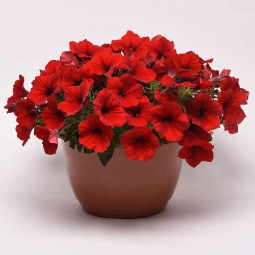 E3 Easy Wave® Red Petunia Seeds 8 E3 Easy Wave® Red Petunia Seeds - Image 6