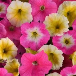 E3 Easy Wave® Sweet Taffy Mix Petunia Seeds