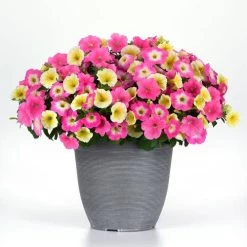 E3 Easy Wave® Sweet Taffy Mix Petunia Seeds -Botanical Bliss 54140 PK P1 2