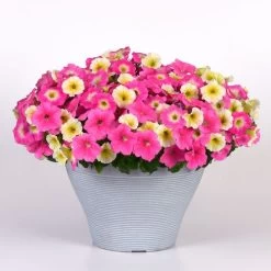 E3 Easy Wave® Sweet Taffy Mix Petunia Seeds -Botanical Bliss 54140 PK P1 3