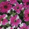 Karkulka Petunia Seeds 1 Karkulka Petunia Seeds -Botanical Bliss 54146 PK P1