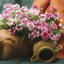 Karkulka Petunia Seeds -Botanical Bliss 54146 PK P1 2