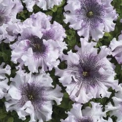 Superbissima Giant Alba Petunia Seeds