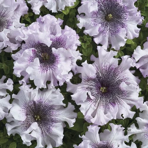 Superbissima Giant Alba Petunia Seeds 3 Superbissima Giant Alba Petunia Seeds