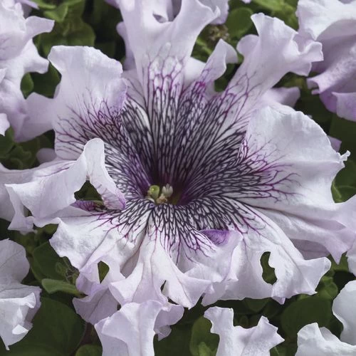 Superbissima Giant Alba Petunia Seeds 4 Superbissima Giant Alba Petunia Seeds - Image 2