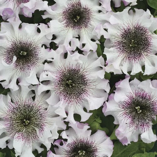 Superbissima Giant Alba Petunia Seeds 6 Superbissima Giant Alba Petunia Seeds - Image 4