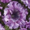 Superbissima Giant Rose Petunia Seeds -Botanical Bliss 54148