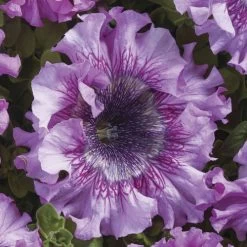 Superbissima Giant Rose Petunia Seeds