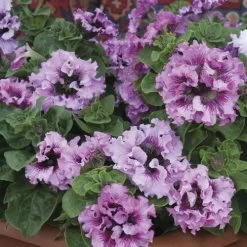 Superbissima Giant Rose Petunia Seeds -Botanical Bliss 54148 2
