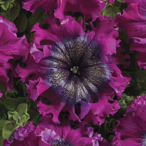 Superbissima Wine Red Petunia Seeds 3 Superbissima Wine Red Petunia Seeds
