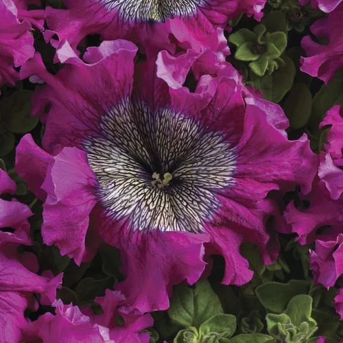 Superbissima Wine Red Petunia Seeds 4 Superbissima Wine Red Petunia Seeds - Image 2
