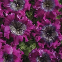 Superbissima Wine Red Petunia Seeds 7 Superbissima Wine Red Petunia Seeds -Botanical Bliss 54149 2