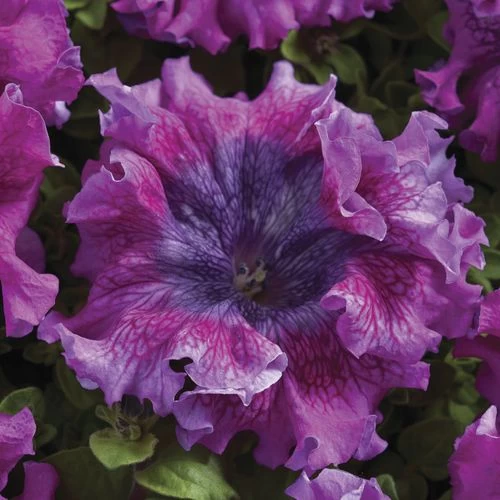 Superbissima Dark Purple Petunia Seeds 3 Superbissima Dark Purple Petunia Seeds