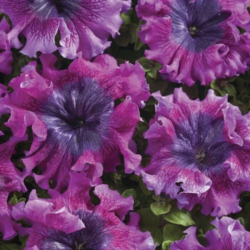 Superbissima Dark Purple Petunia Seeds 4 Superbissima Dark Purple Petunia Seeds - Image 2