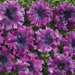 Superbissima Dark Purple Petunia Seeds 7 Superbissima Dark Purple Petunia Seeds -Botanical Bliss 54150 2