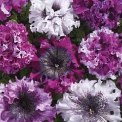 Superbissima Cerny's Triumph Petunia Seeds Pack Of 100
