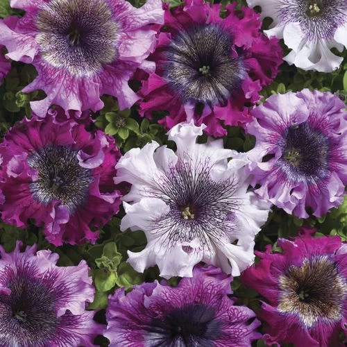 Superbissima Cerny's Triumph Petunia Seeds Pack Of 100 4 Superbissima Cerny's Triumph Petunia Seeds Pack Of 100 - Image 2