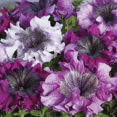 Superbissima Cerny's Triumph Petunia Seeds Pack Of 100 5 Superbissima Cerny's Triumph Petunia Seeds Pack Of 100 - Image 3