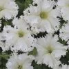 Lace Veil Petunia Seeds Pack Of 100 1 Lace Veil Petunia Seeds Pack Of 100 -Botanical Bliss 54153 PK 100